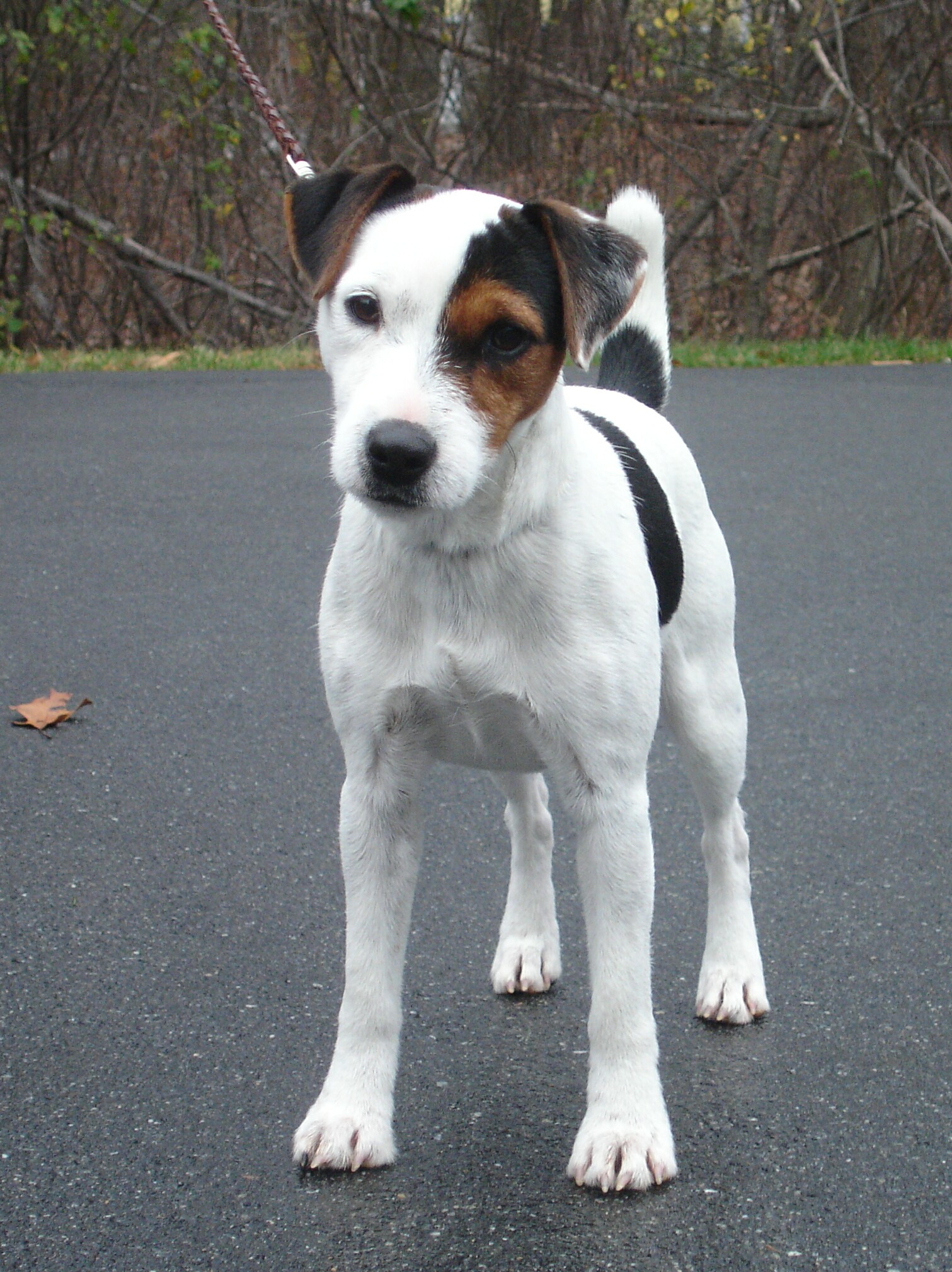 champion jack russell terrier breeders