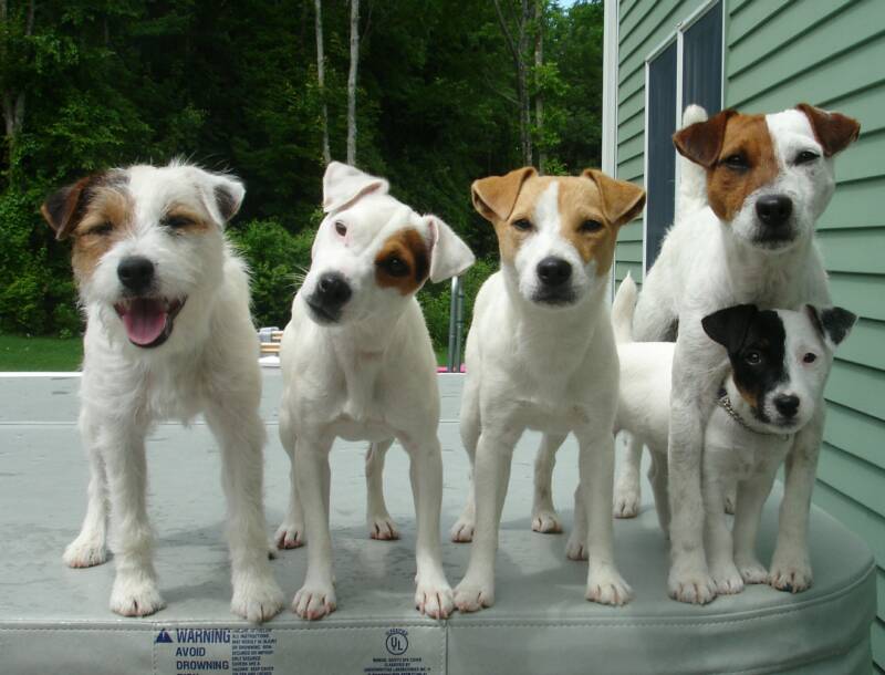 DIAMOND GATES JACK RUSSELL TERRIERS/MA 