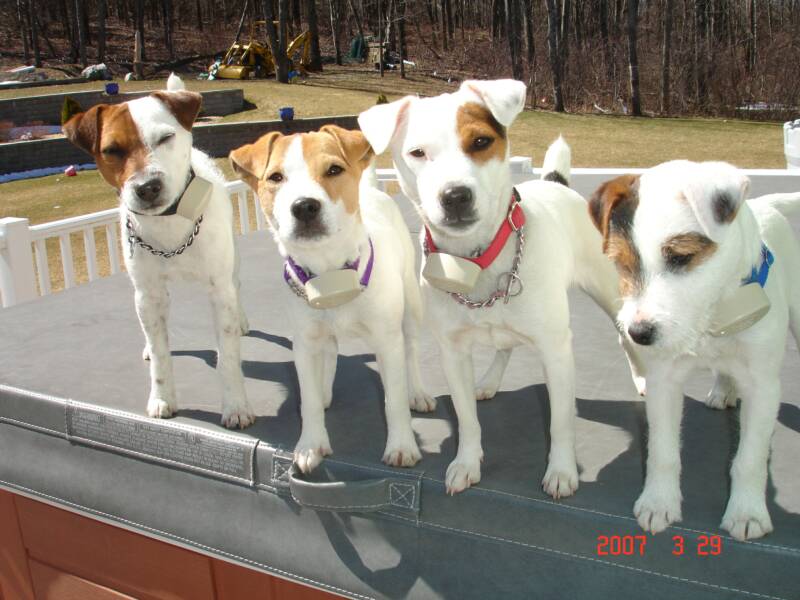 champion jack russell terrier breeders